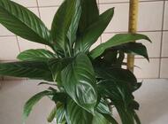 Grajewo ogłoszenia: Sprzedam skrzydlokwiat - zdjęcie