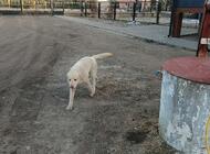 Grajewo ogłoszenia: Znaleziono dwa psy labladory poszukuję właściciela - zdjęcie