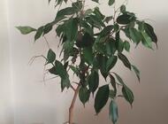 Grajewo ogłoszenia: Sprzedam niedużego Benjamina, roślina młoda, wysokość ok 70... - zdjęcie