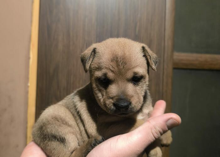 Grajewo ogłoszenia: Oddam pieski w dobre ręce suczki mamusia na ostatnim zdjęciu,...